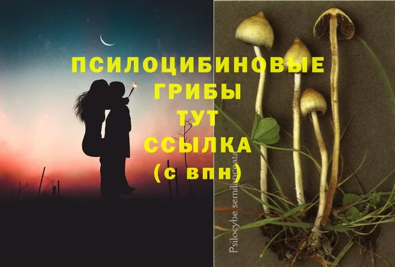 Псилоцибиновые грибы Magic Shrooms  Нововоронеж 